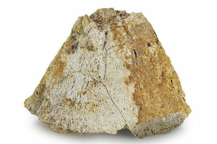 Fossil Sub-Adult Triceratops Epinasal Bone - Wyoming #356931